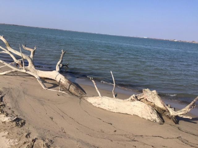 La Salamandre De Camargue ซาแลง-เดอ-ชิโรด์ ภายนอก รูปภาพ