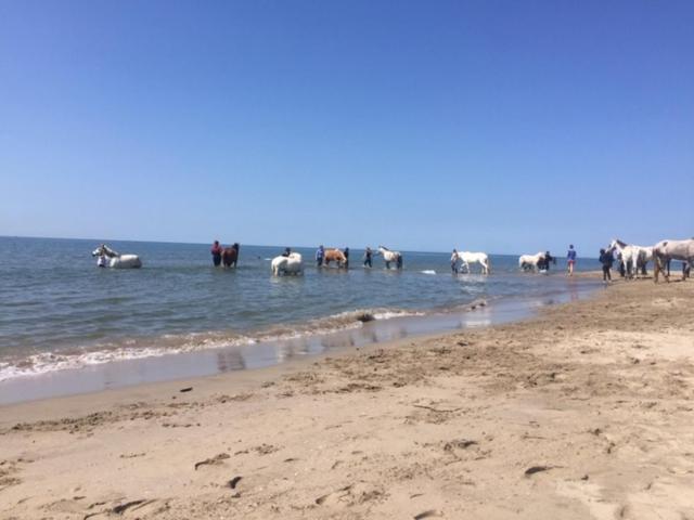 La Salamandre De Camargue ซาแลง-เดอ-ชิโรด์ ภายนอก รูปภาพ